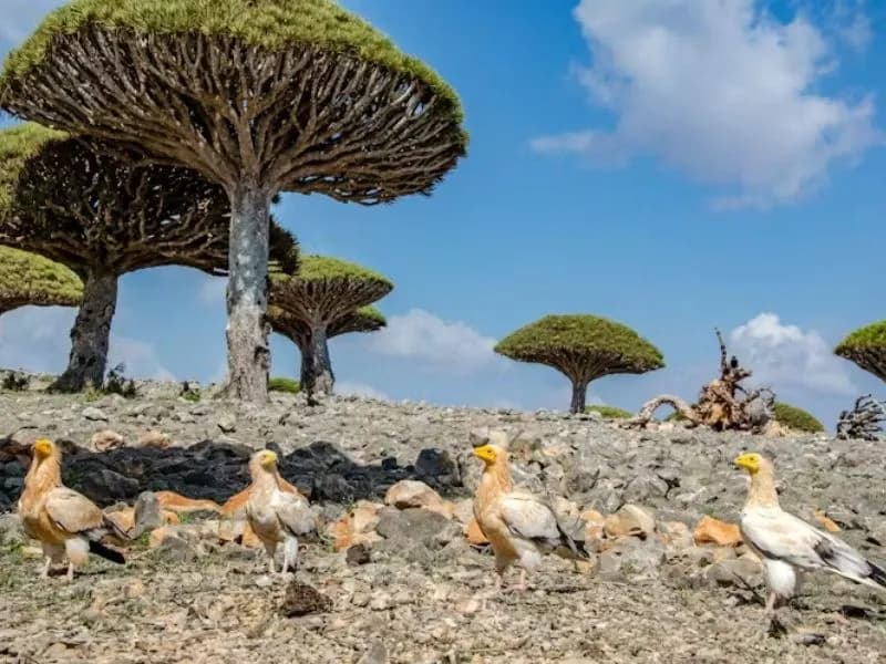 Viaggio a socotra