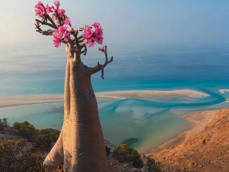 Viaggio a socotra